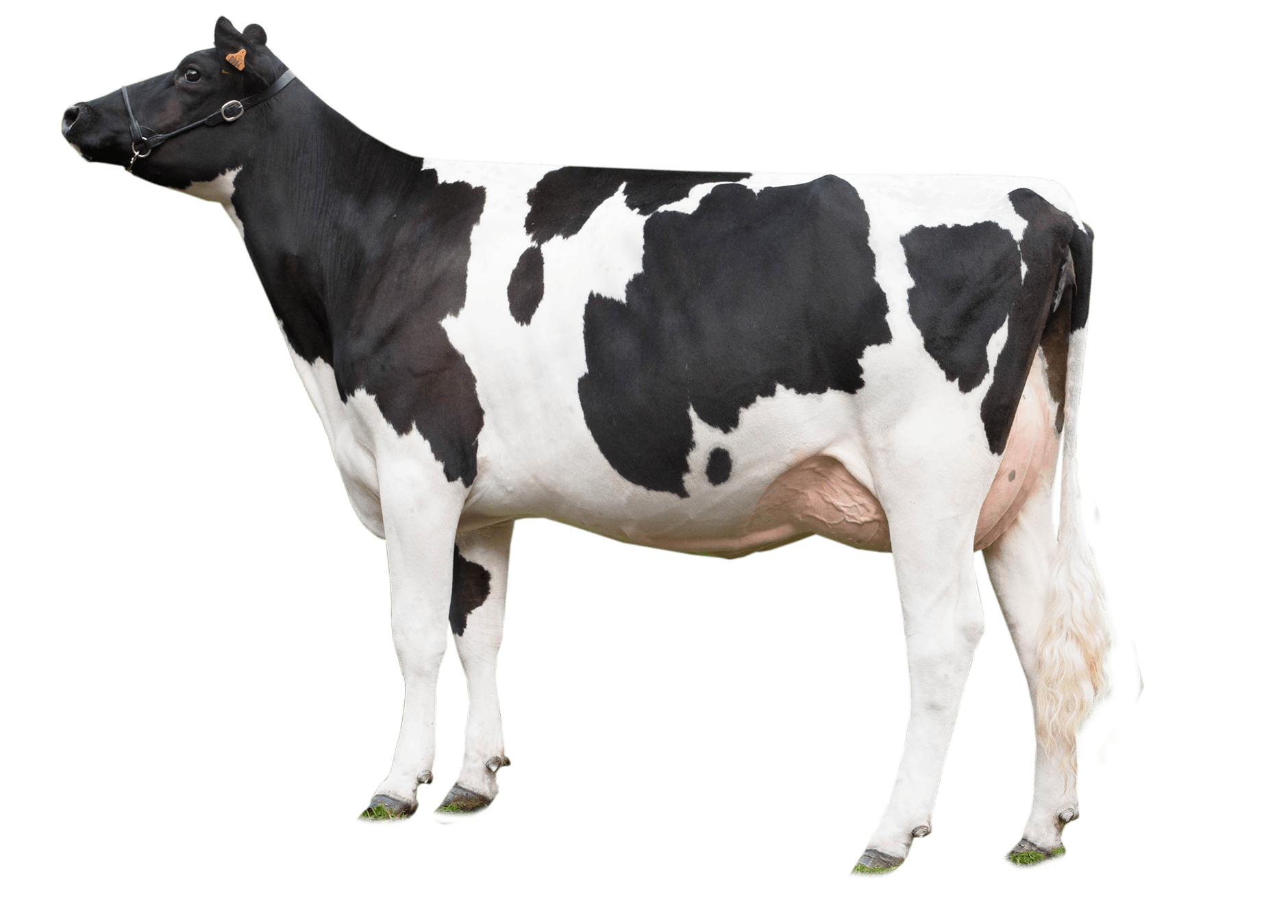 Dairy Cow Transparent PNG