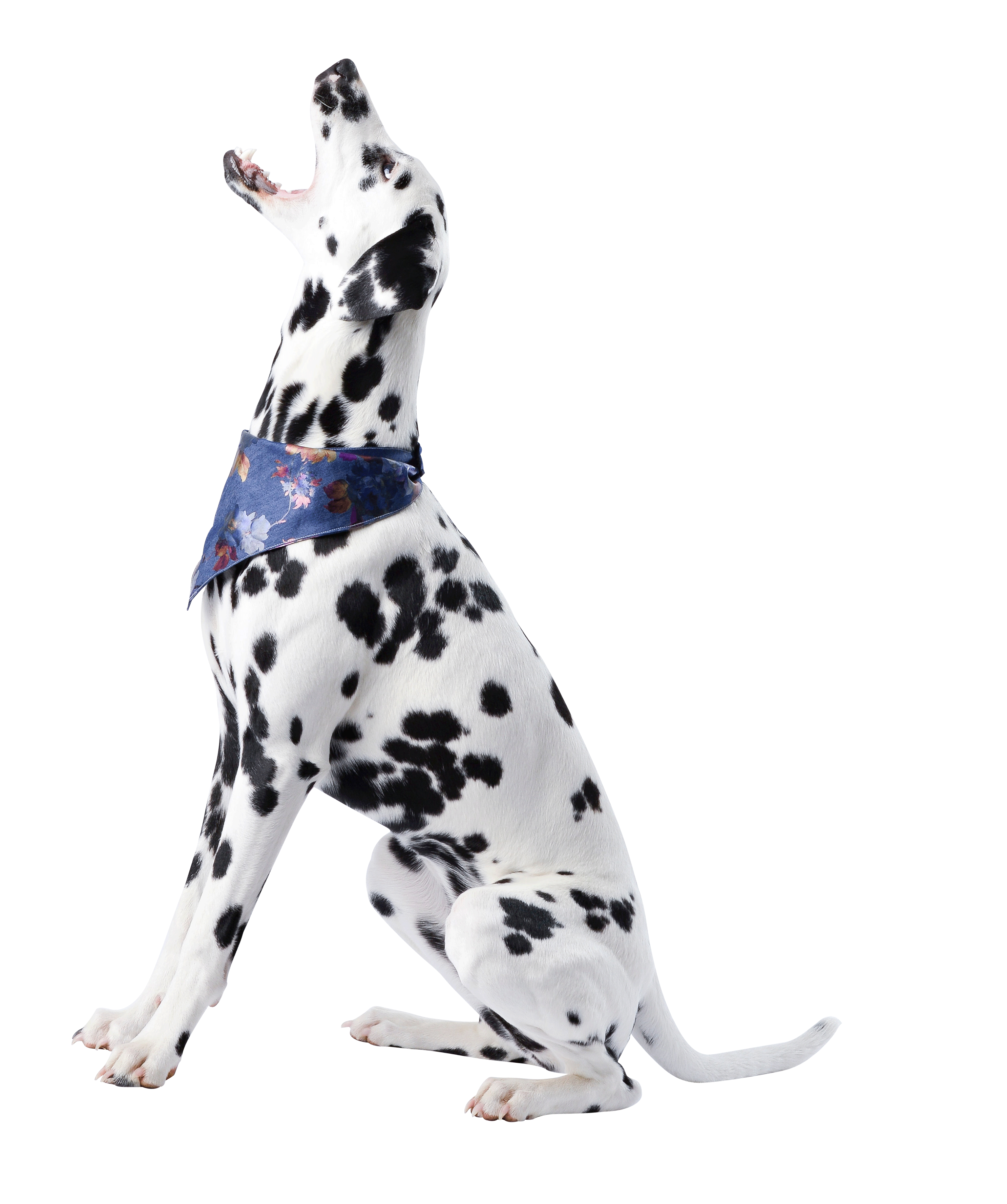 Dalmatian Dog Transparent PNG
