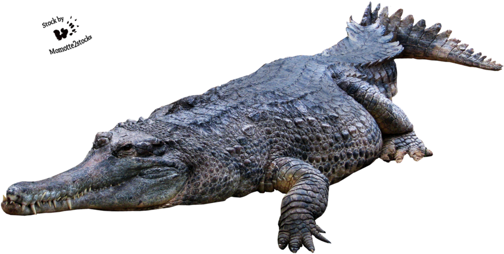 Dangerous Crocodile Transparent PNG