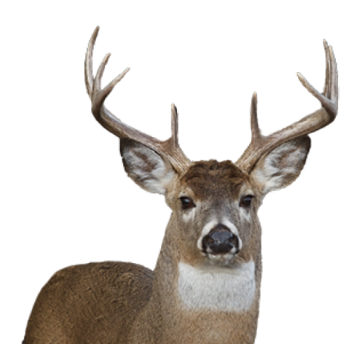 Deer Animal Face Transparent PNG