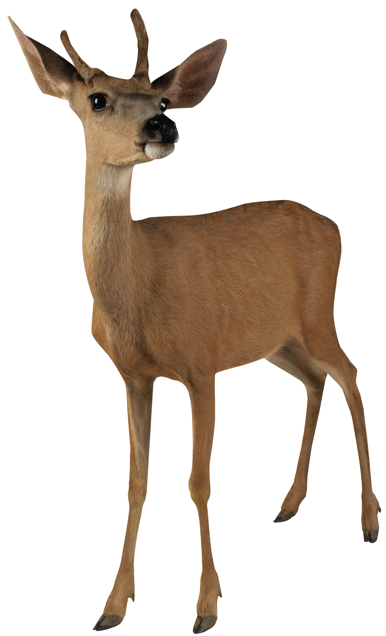 Deer Animal Transparent PNG