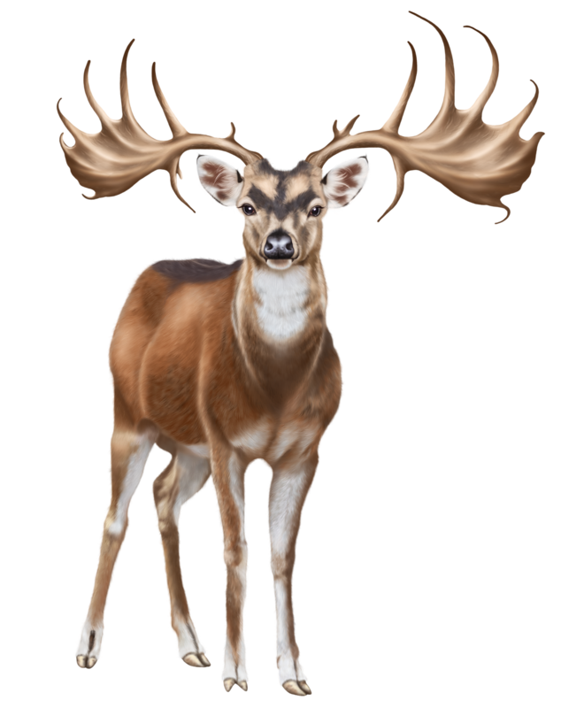Deer Horns Transparent PNG