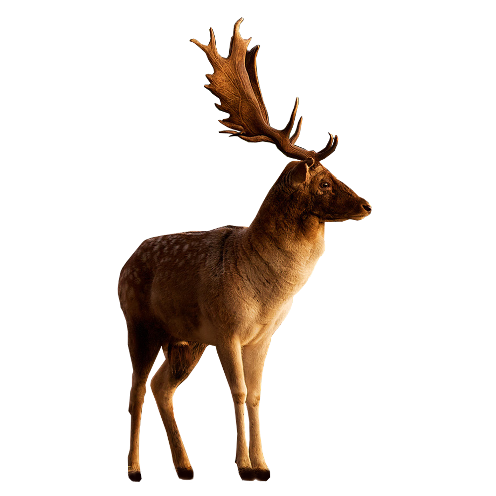Deer Looking Transparent PNG