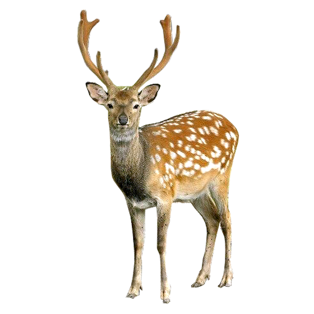 Deer Staring Transparent PNG