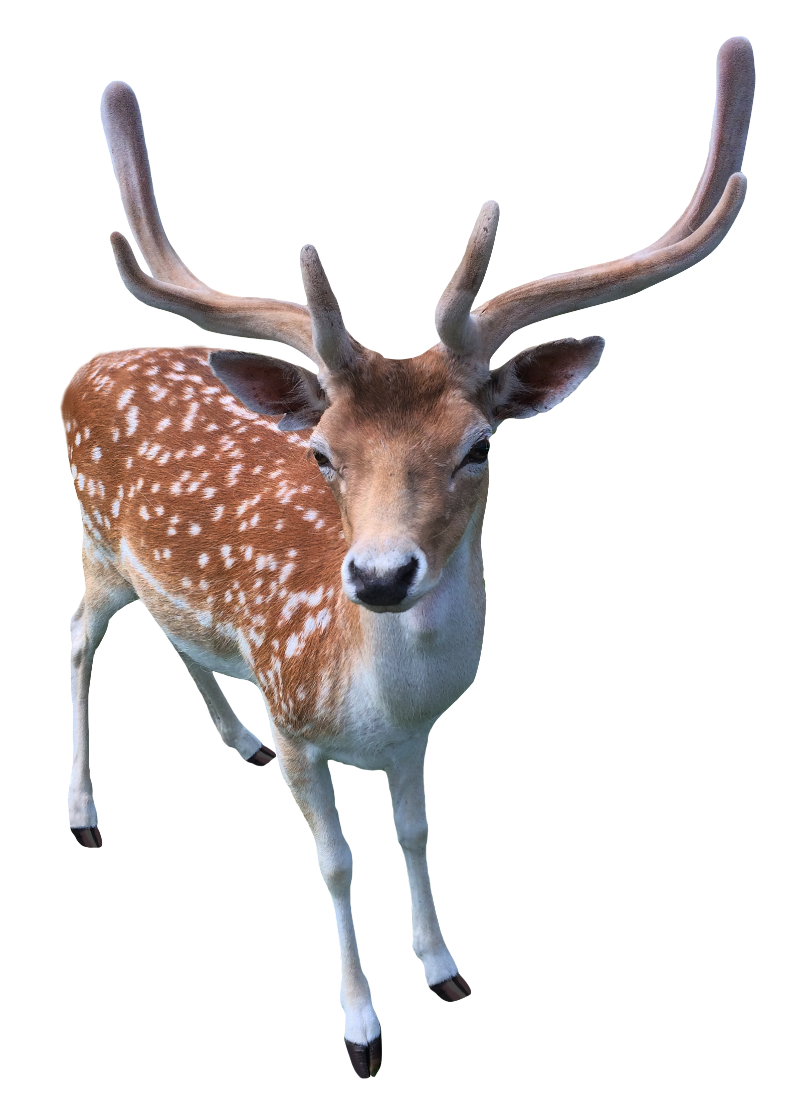 Deer Transparent PNG