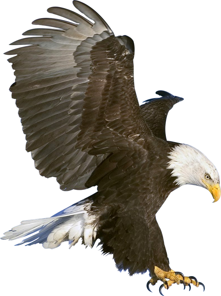 Diving Eagle Transparent Background