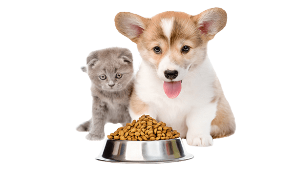 Dog Food Cute Pet Transparent PNG