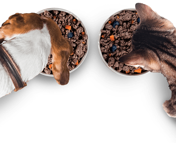Dog Food Eating Transparent PNG