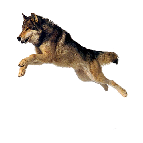 Dog Jumping Transparent PNG