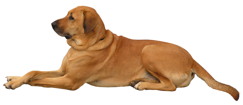 Dog Sitting Quietly Transparent PNG
