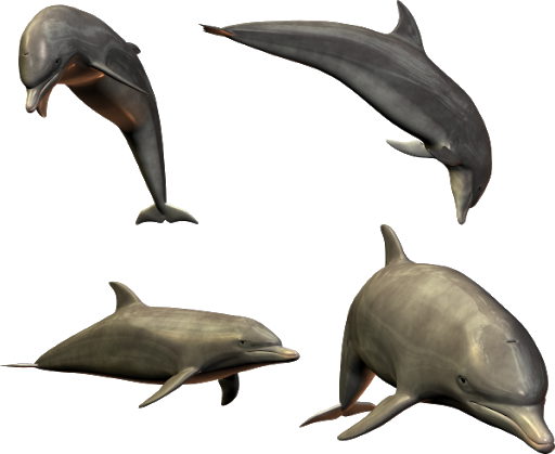 Dolphin Collection Transparent PNG