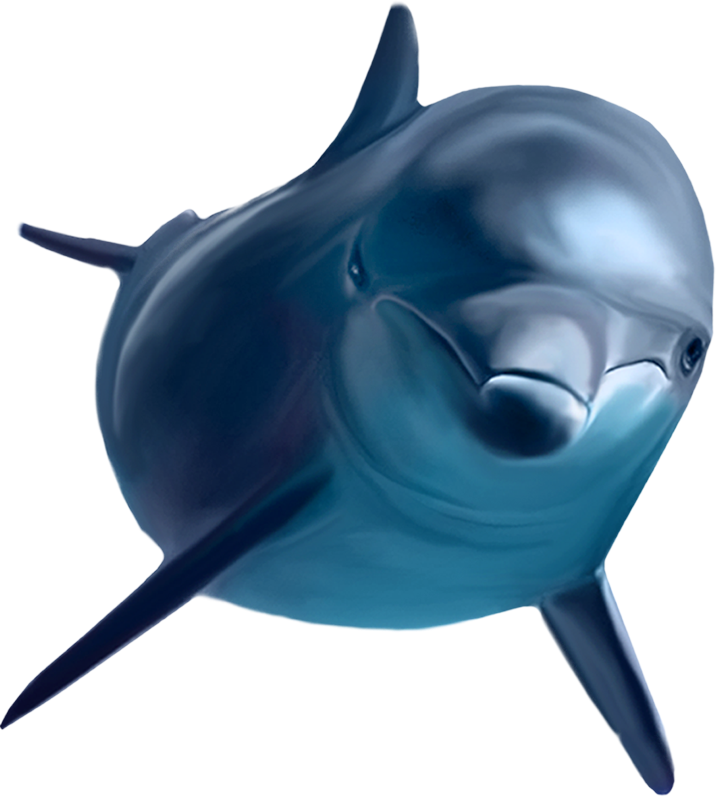 Dolphin Face Transparent PNG