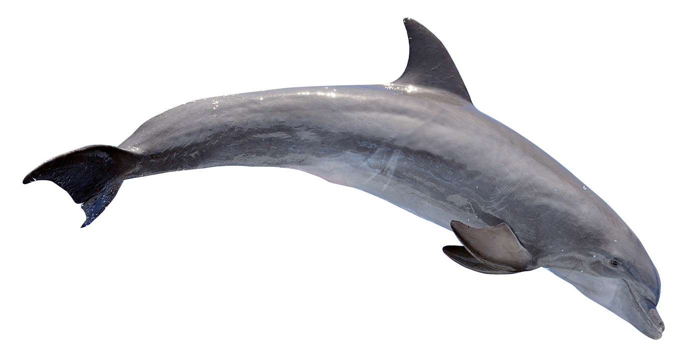Dolphin Sea Transparent PNG