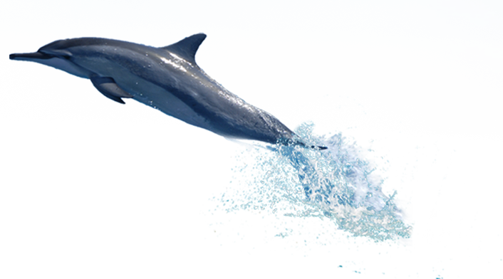 Dolphin Seawater Transparent PNG