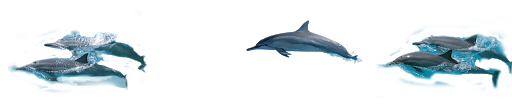 Dolphin Swimming Collection Transparent PNG