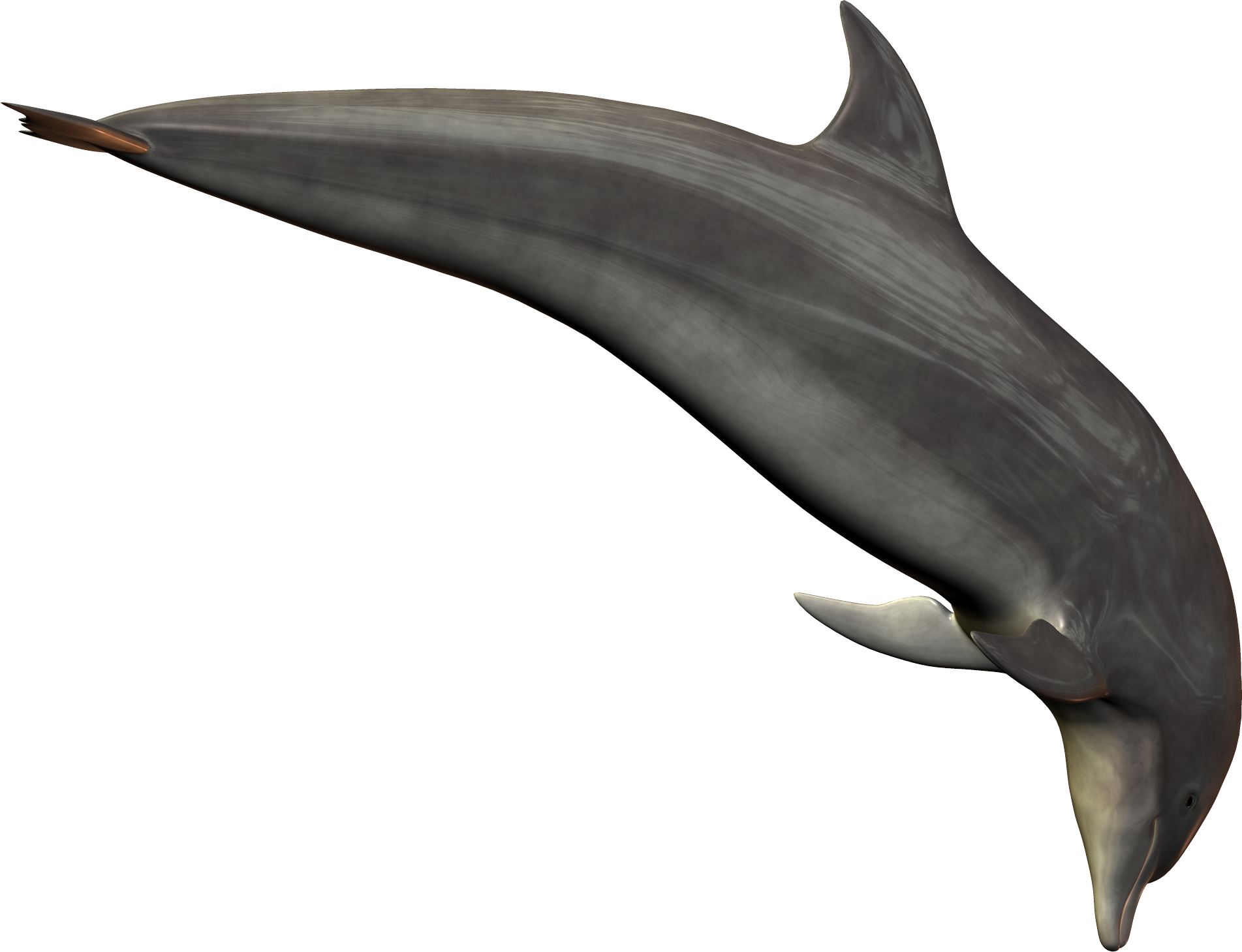Dolphin Swimming Transparent PNG