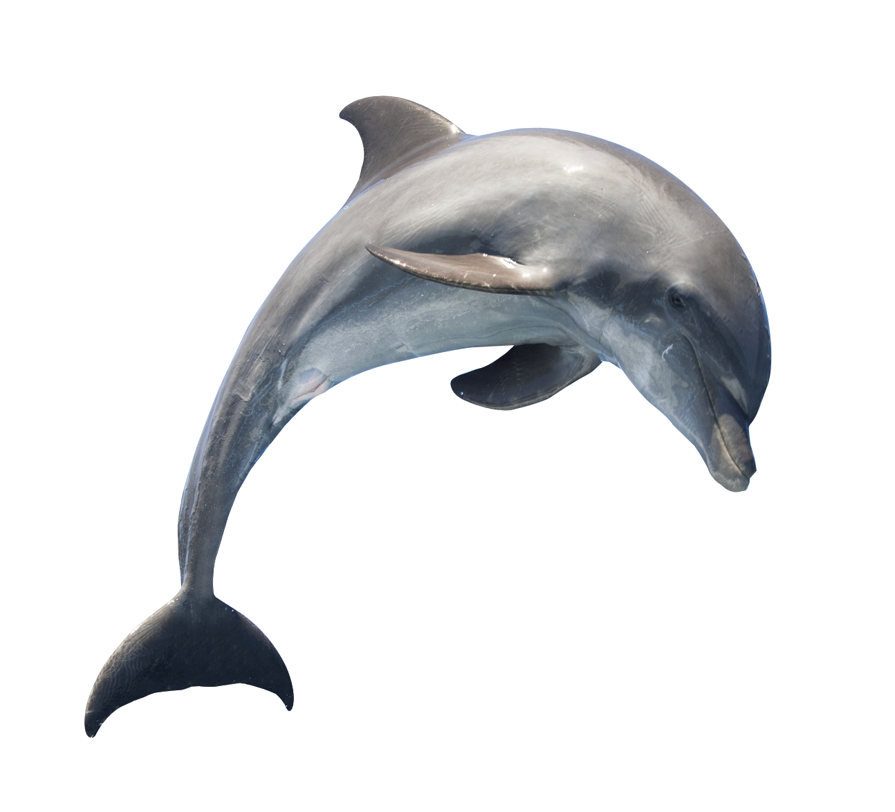Dolphin Transparent PNG