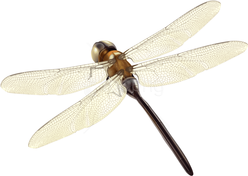 Dragonfly Tattoos Background PNG Image