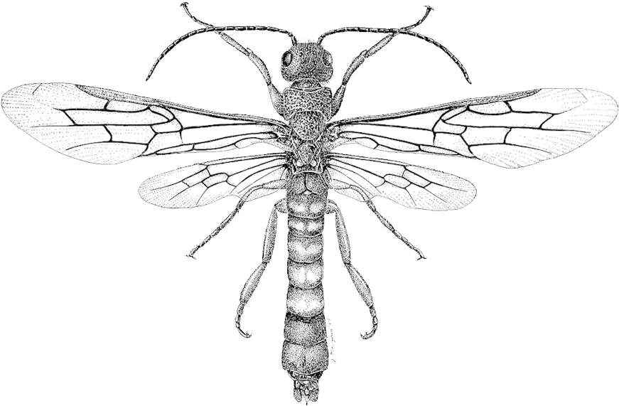 Dragonfly Tattoos PNG HD Quality