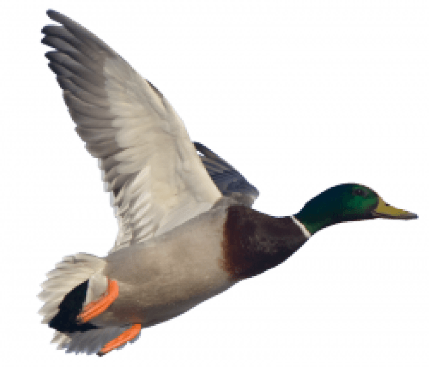 Duck Mallard Flying Transparent PNG