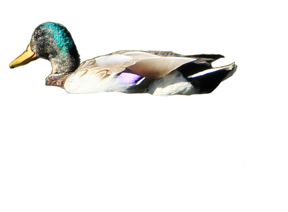 Duck Mallard Swimming Transparent PNG