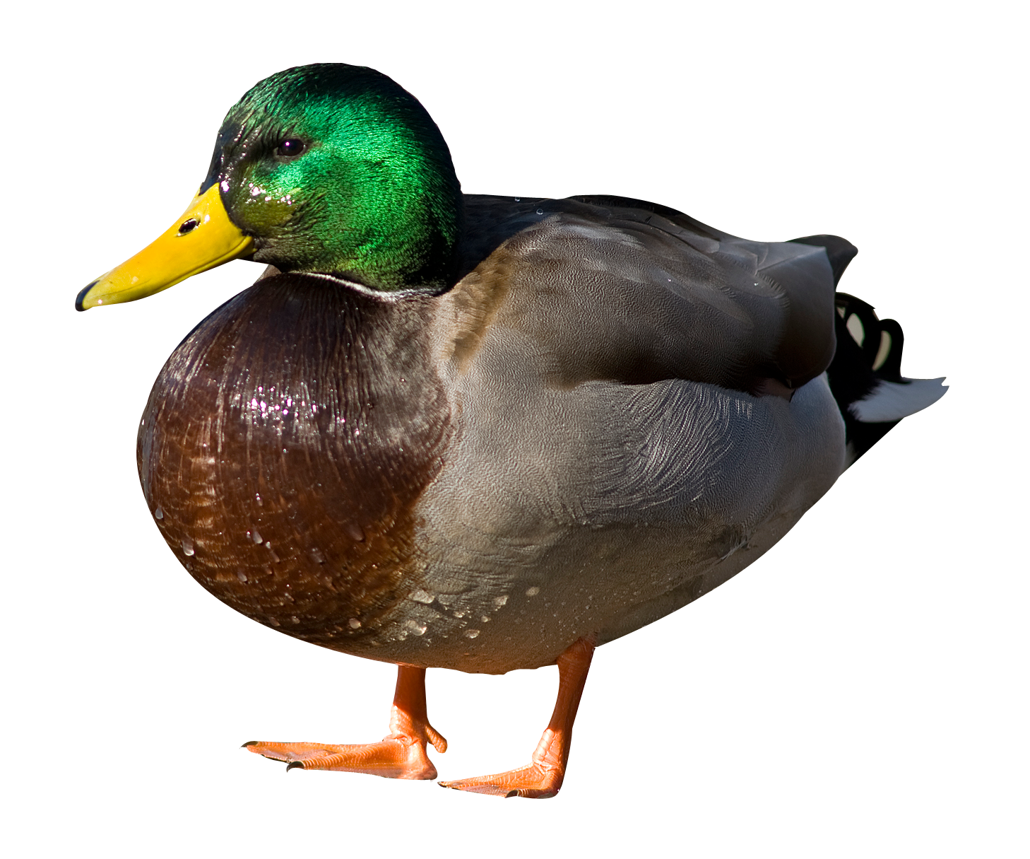 Duck Mallard Transparent PNG