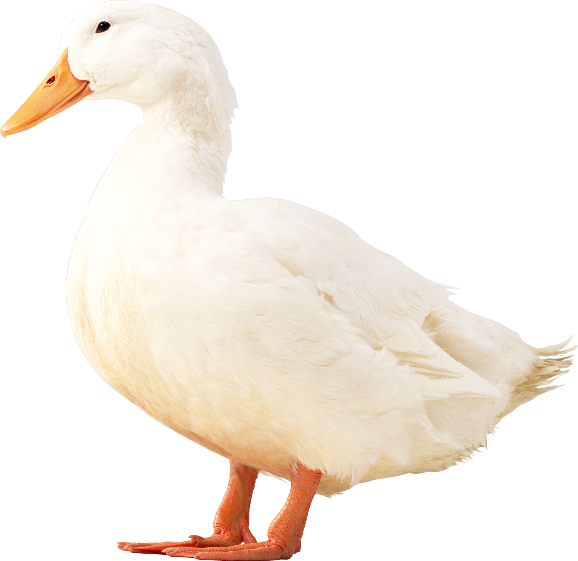 Duck White Transparent PNG