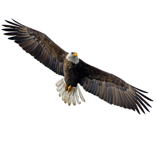 Eagle Background PNG Image