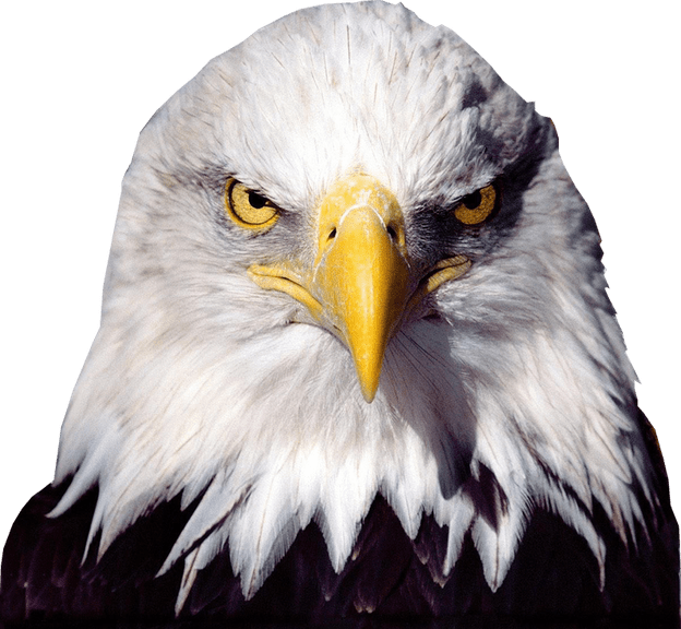 Eagle PNG Clipart Background