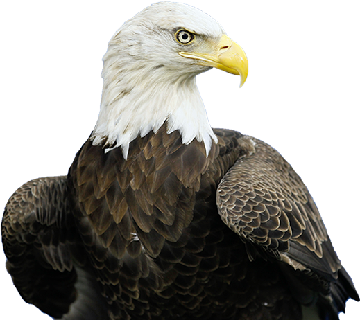 Eagle Sitting PNG Clipart Background | PNG Play