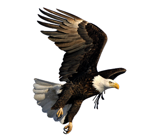 Eagle Transparent Free PNG