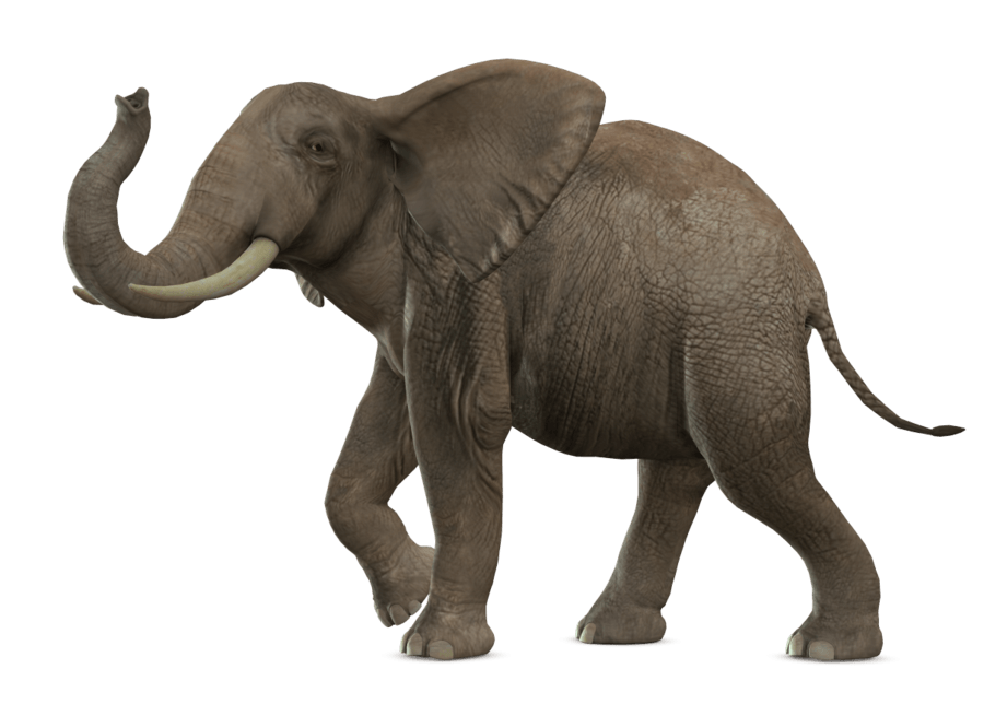 Elephant Background PNG Image