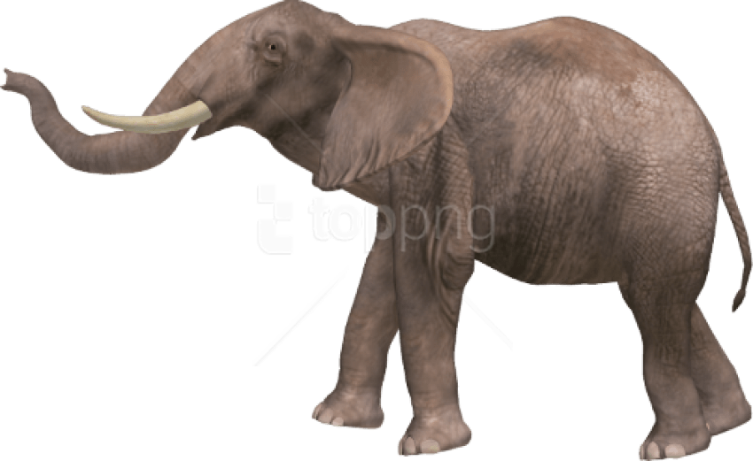 Elephant PNG HD Quality