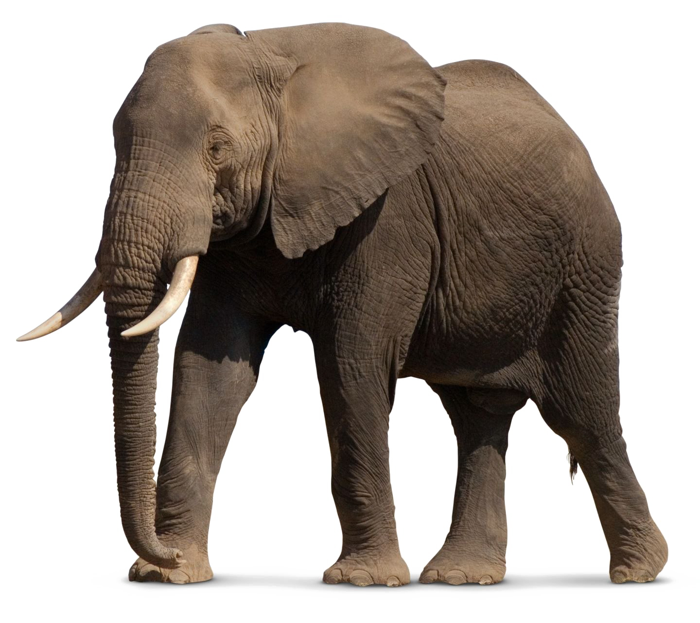 Elephant Transparent File
