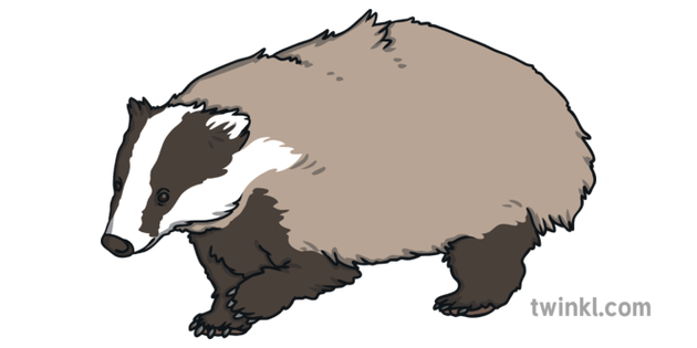 European Badger Transparent PNG