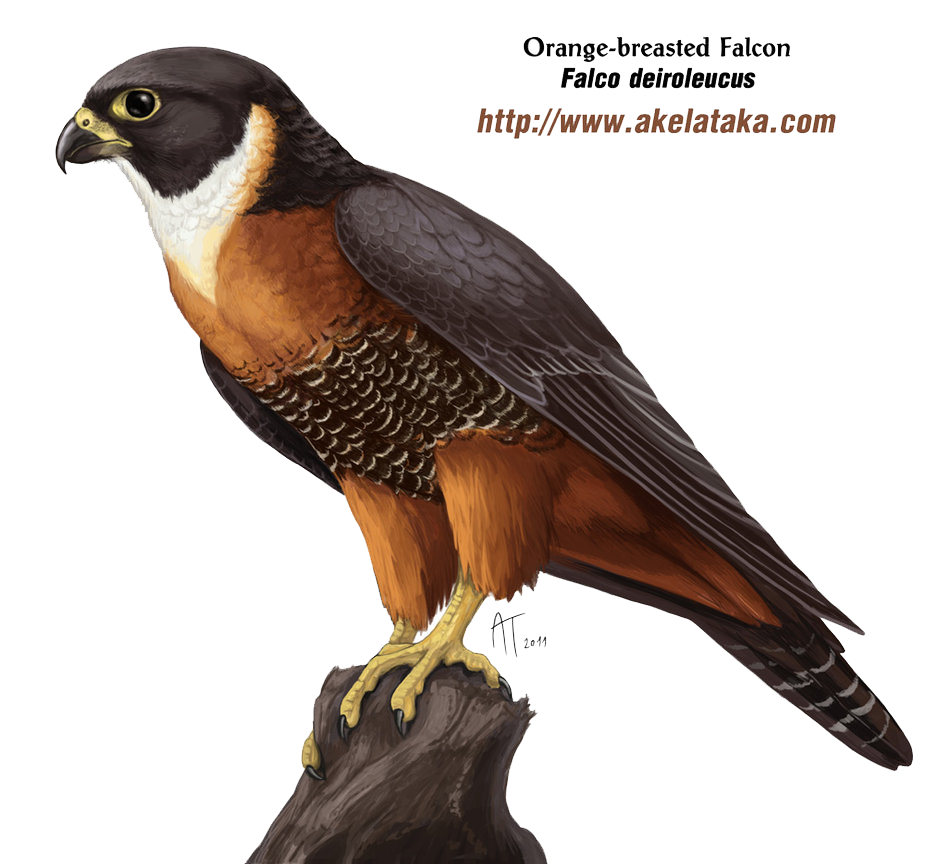 Falcon Background PNG Image