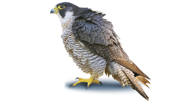 Falcon Bird Background PNG Image