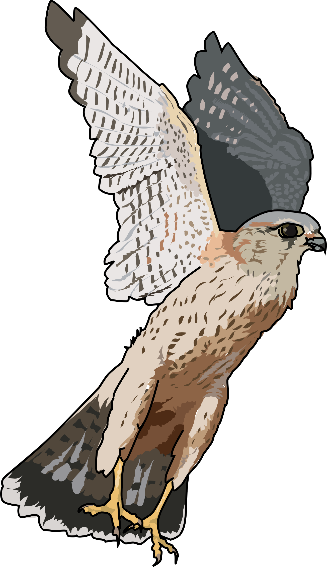 Falcon Bird PNG Clipart Background