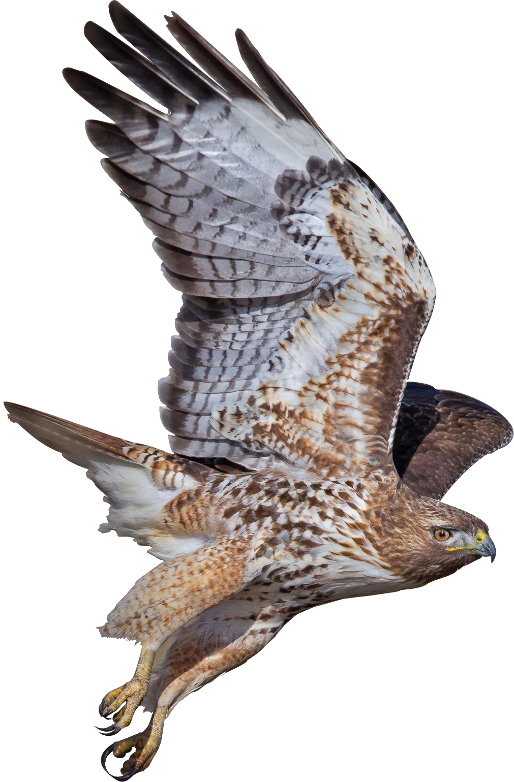 Falcon Bird PNG HD Quality