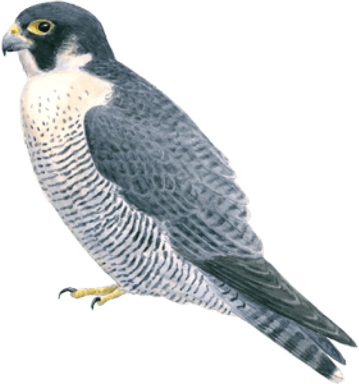Falcon PNG Clipart Background