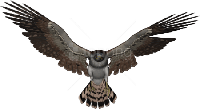 Falcon PNG HD Quality