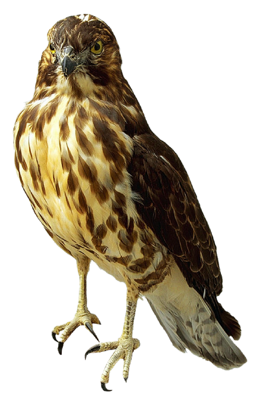 Falcon Transparent PNG