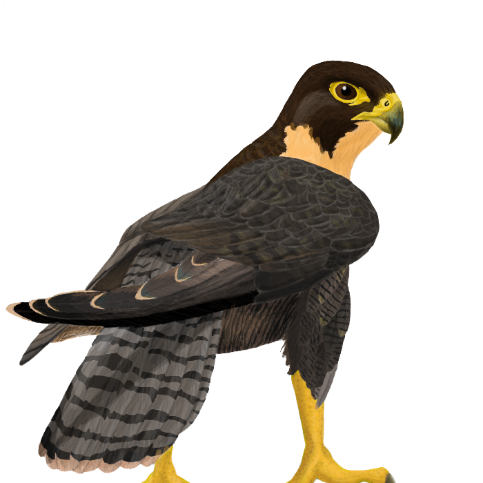 Falcon Vector PNG Clipart Background