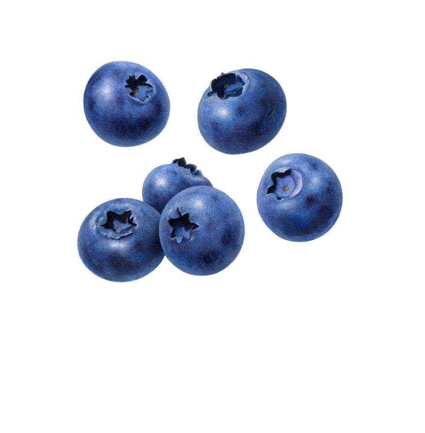 Falling Blueberries Transparent PNG