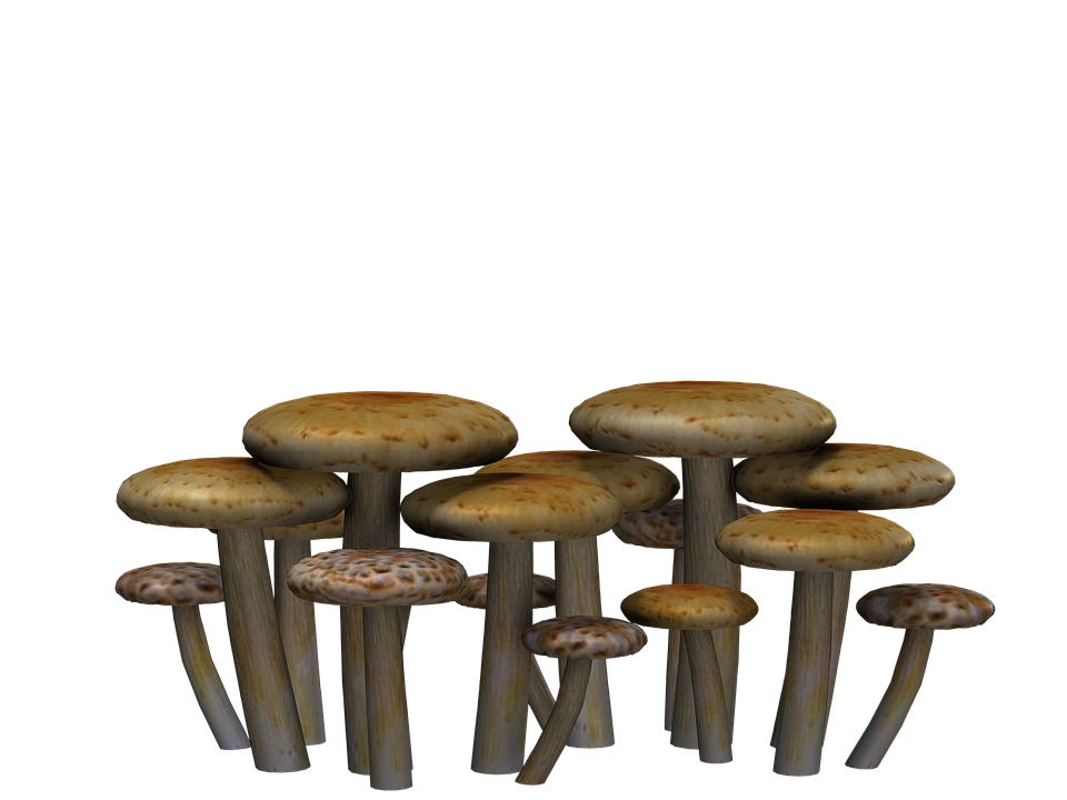 Fantasy Mushrooms PNG Clipart Background