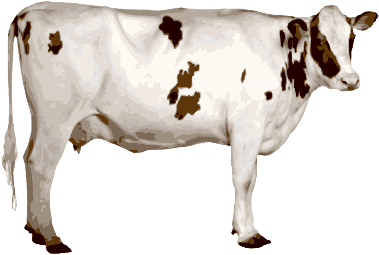 Farm Cow Transparent PNG