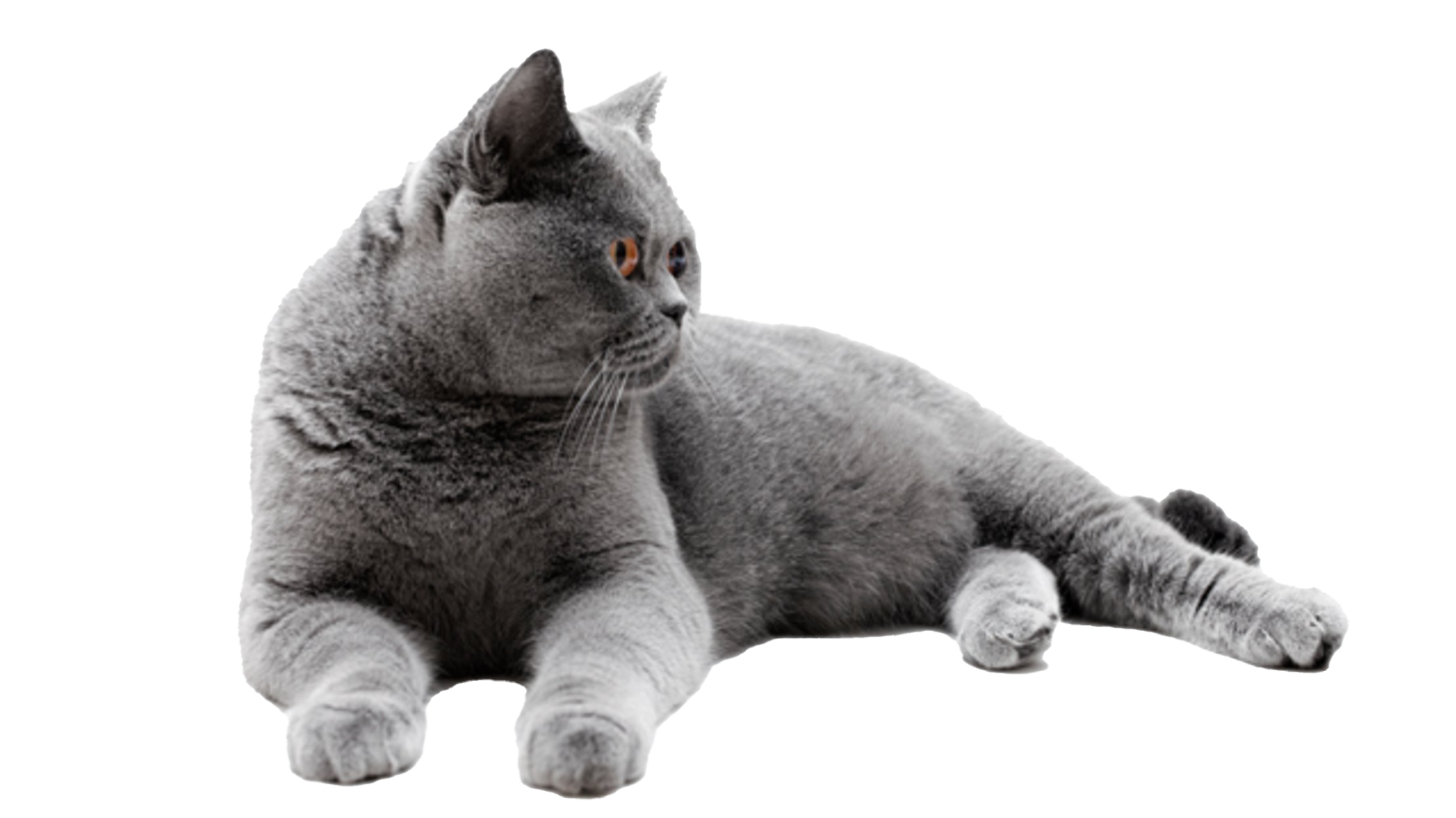 Fat britischer Kurzhaar-Katzen-Hintergrund-PNG-Bild