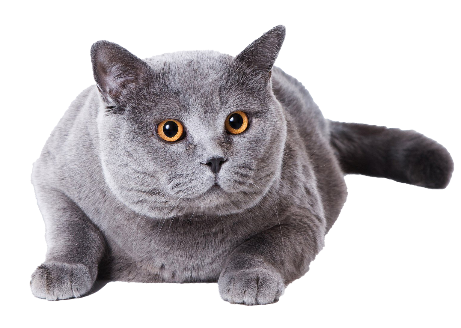 Fat britischer Kurzhaar-Katze-PNG-Clipart-Hintergrund
