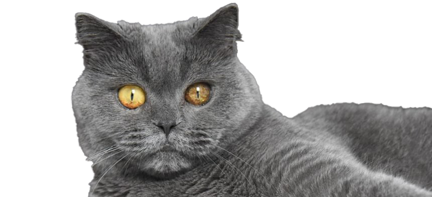 Fat Britische Kurzhaar-Katze PNG HD-Qualität