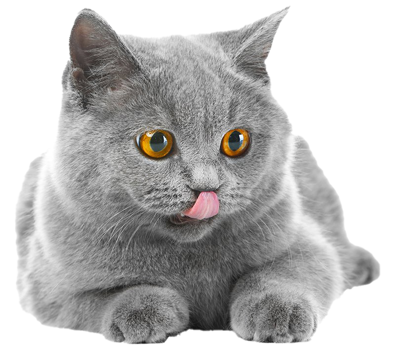 Fat Britische Kurzhaar-Katze-transparente Datei